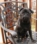 Princess Pugsley
