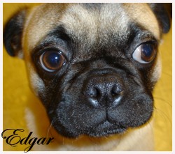Edgar My Best Friend