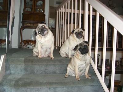 Rocky, Adrian & Gulliver Rocky, Adrian & Gulliver