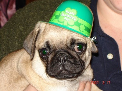 st.puggys day