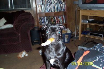 Maggie and her bone