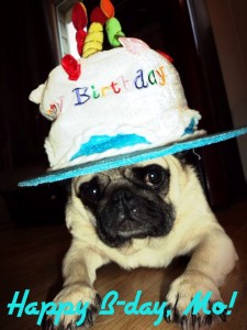 Happy Pugday, Mo!