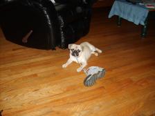 Ginger eating our shoes.