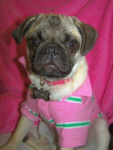 Preppy Pug