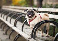 Hazel in Central Park