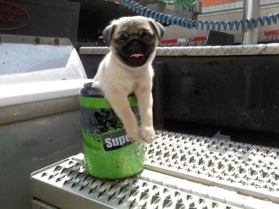 pugs in a cup