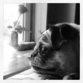 Window Watching