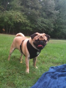 Park Pug