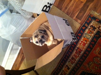 Oliver helping unpack wedding presents