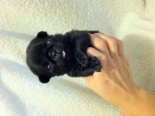 I'm a Cutie!