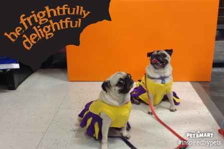 LSU cheerleaders