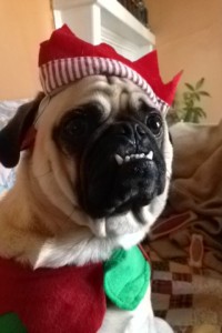 Buddha Plays Elf