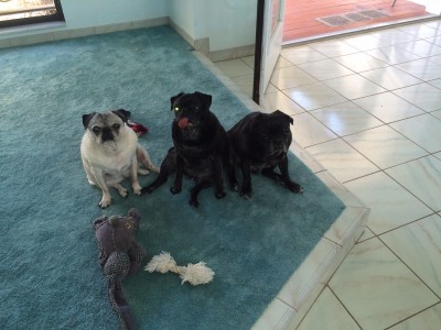 3 lil puggies