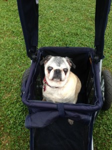 Molly at paws in the park