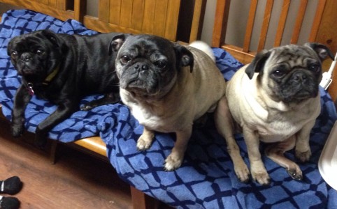 Pugs on an electric blanket stay warm