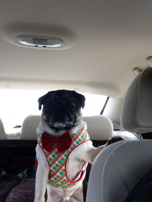 Christmas pug