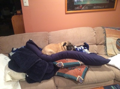 A Pug Nest