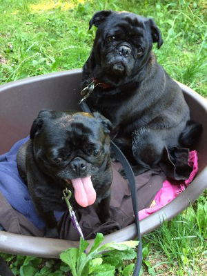 Pug buds