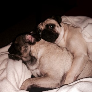 Pug love