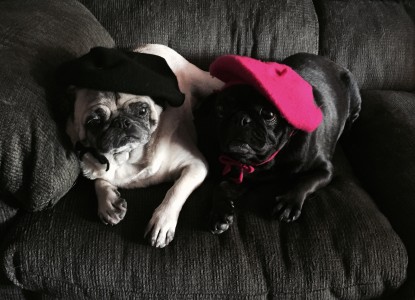 French puggies