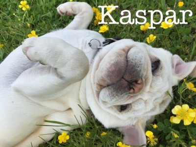 Kasper