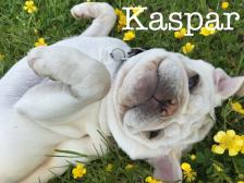 Kaspar the white pug <3 yellow flowers