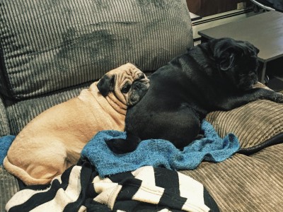 Pug train