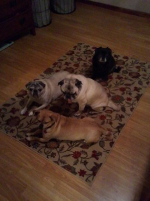 My pug gang