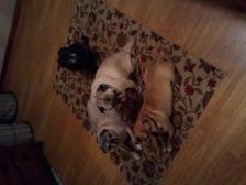 My pug gang