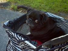 Kodi in his carriage