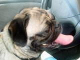 Lola
