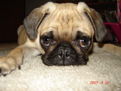 worlds cutest pug!