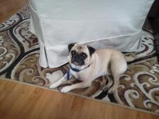 louie relaxing on the carpet