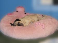 Pug on a pig