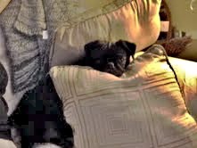 Pillow pileup- chin rest