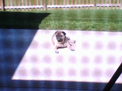 Murphy sunbathing