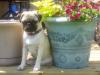Miss Mollie