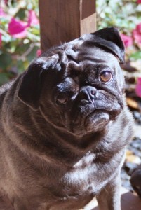 Harley soakin up the rays!
