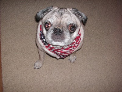 patriotic pug