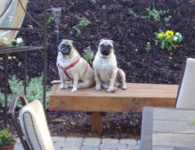 Pebbles & Rocky