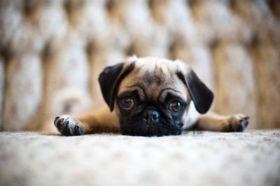 Penny as a little pup