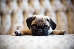 Penny as a little pup