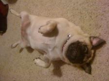 Did somebody say belly rub???