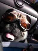 PUG Motoring