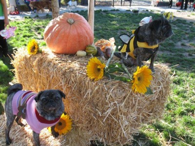 Bailey and Her Sister