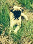 My new baby Izzy