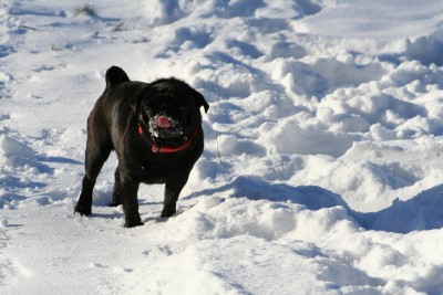 fun in the snow