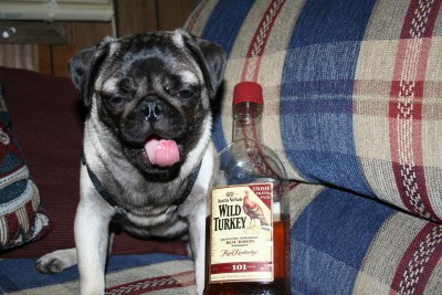 LILY THE PARTY PUG ****
