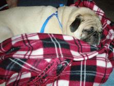 puggie xmas 2008