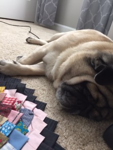 Pug Hard at Work